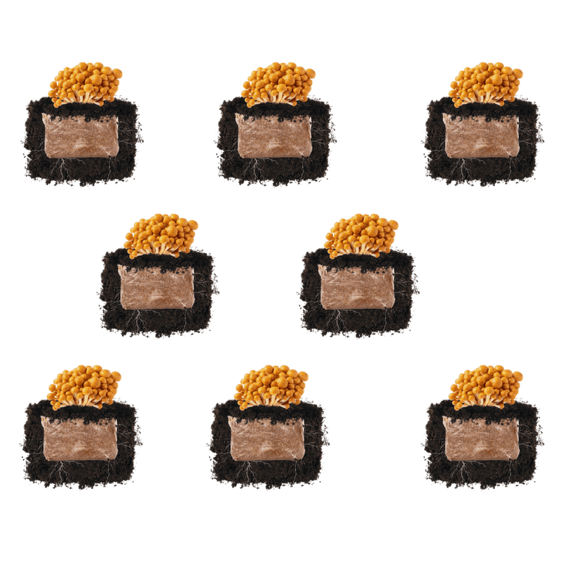 Fruiting Block Nameko 'Plant & Grow' Mushroom Starter