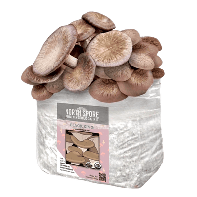 Black King Fruiting Block