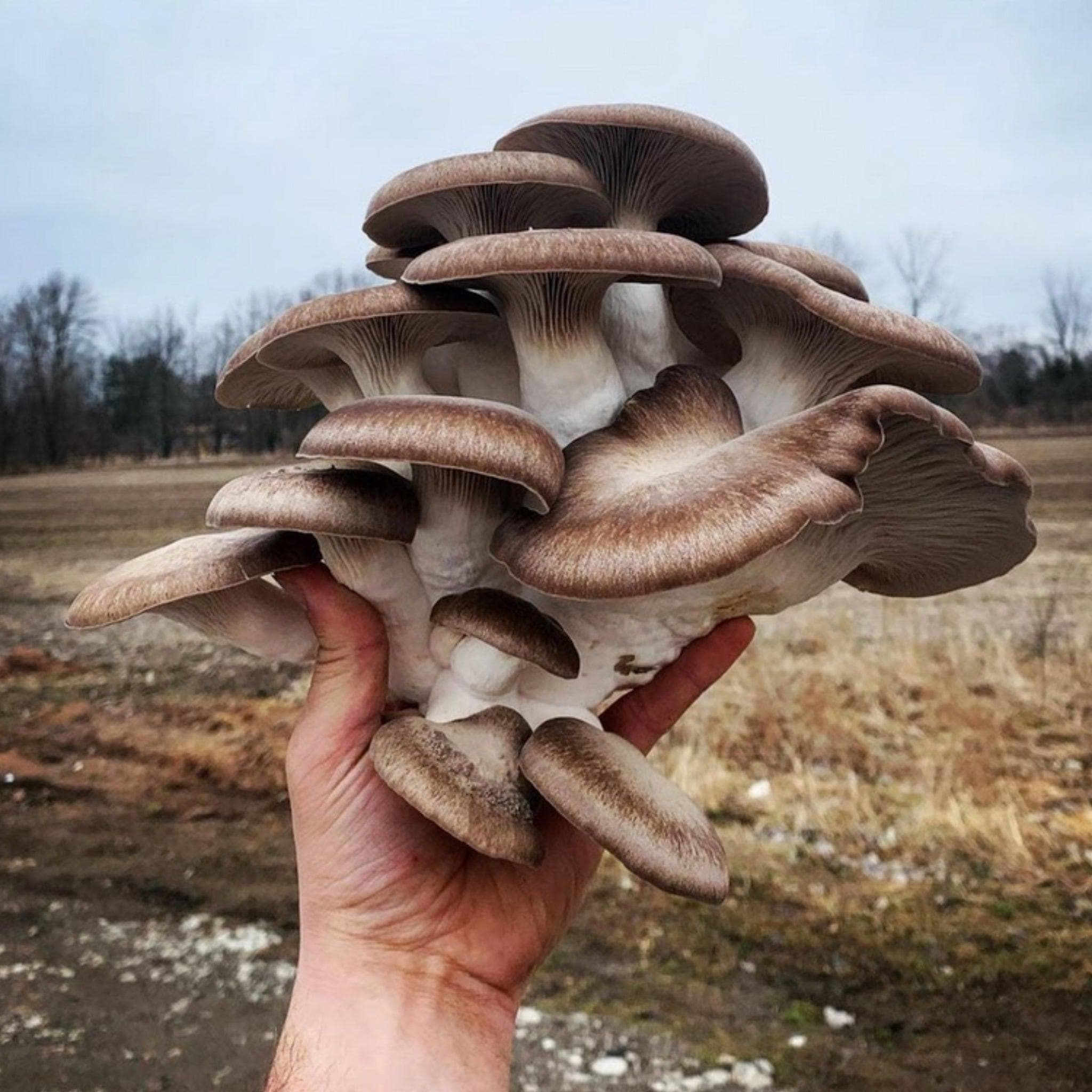 Black King Mushroom 'Plant & Grow' Garden Block | Outdoor Mushroom