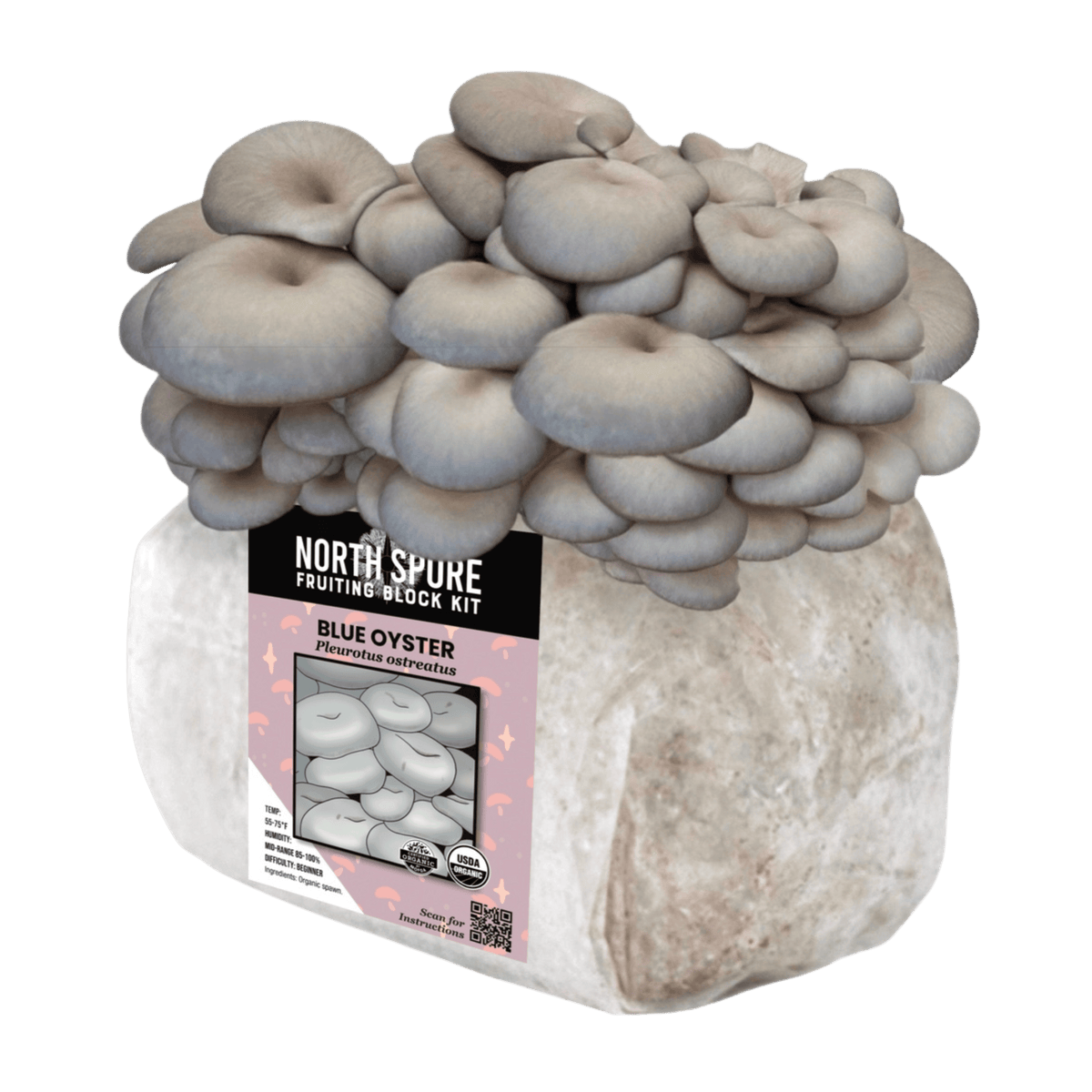 Fruiting Block Organic Blue Oyster Mushroom Fruiting Block