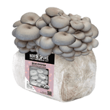 Image thumbnail: Fruiting Block Organic Blue Oyster Mushroom Fruiting Block