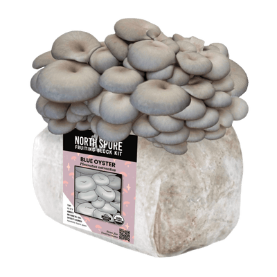 Blue Oyster Fruiting Block