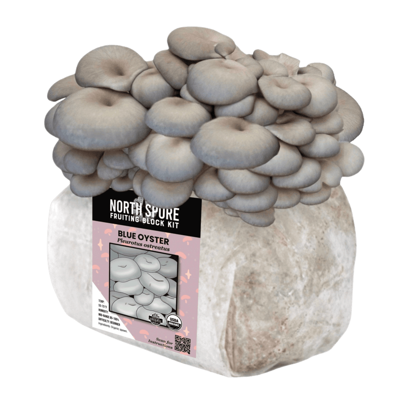 Fruiting Block Organic Blue Oyster Mushroom Fruiting Block