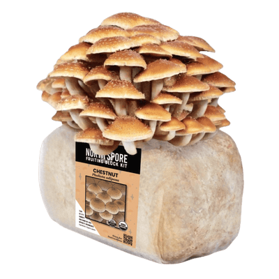 Chestnut Fruiting Block