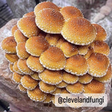 Image thumbnail: Fruiting Block Organic Chestnut Mushroom Grow Kit Fruiting Block