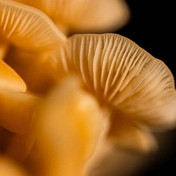 Fruiting Block Organic Golden Enoki Mushroom Grow Kit Fruiting Block