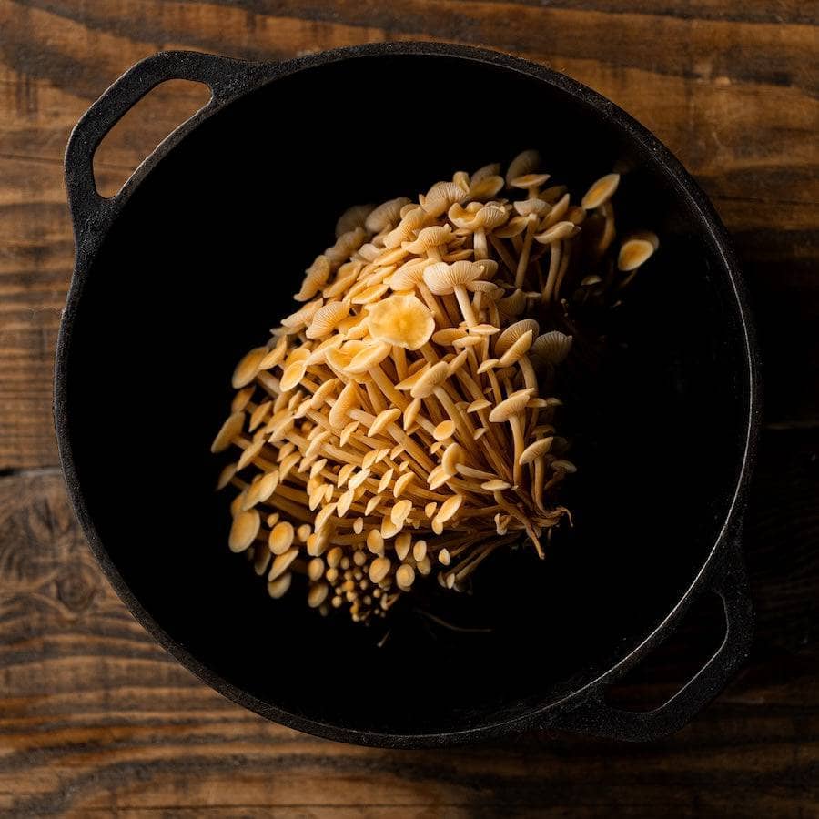 Fruiting Block Organic Golden Enoki Mushroom Grow Kit Fruiting Block