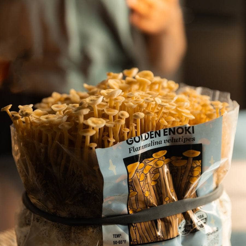 Fruiting Block Organic Golden Enoki Mushroom Grow Kit Fruiting Block