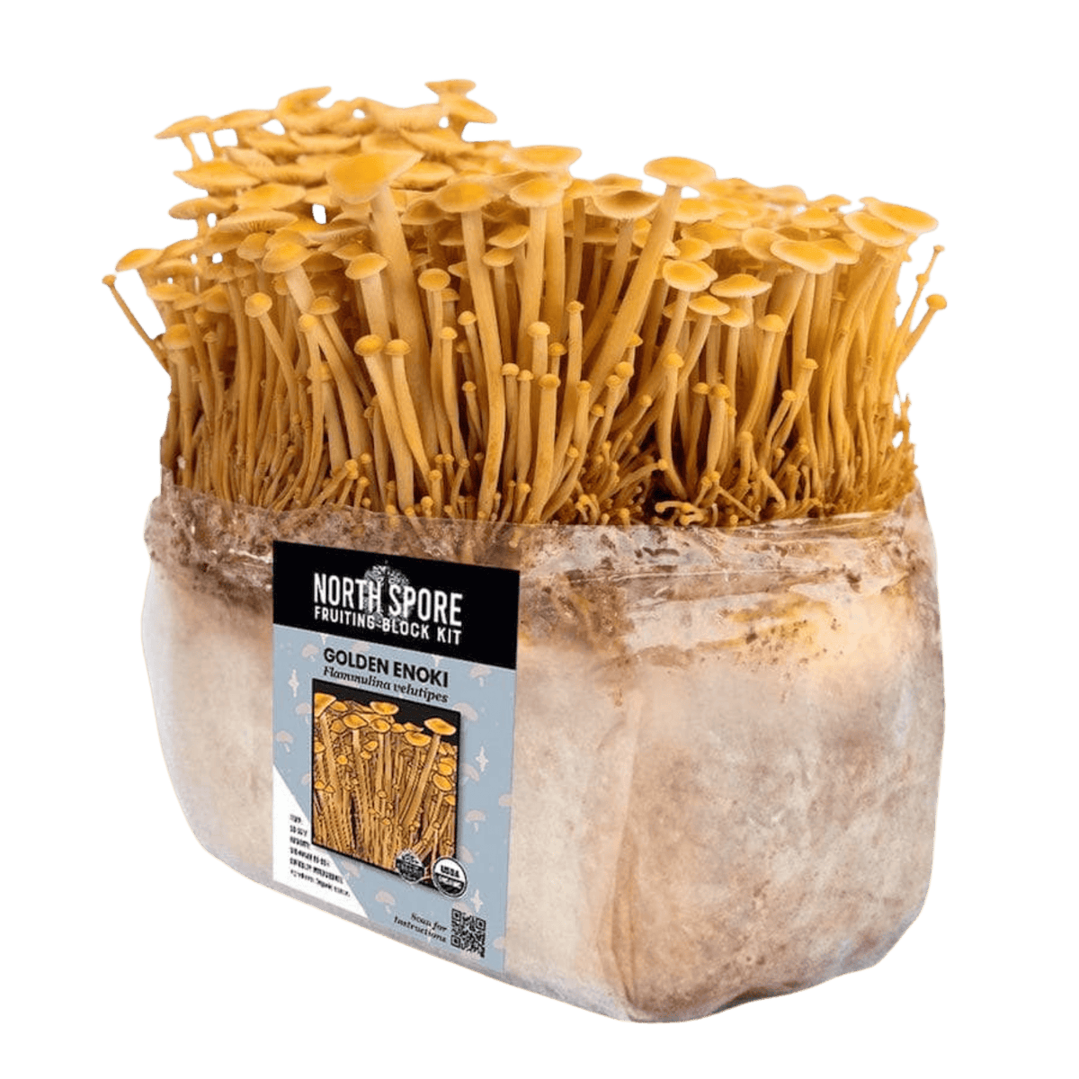 Fruiting Block Organic Golden Enoki Mushroom Grow Kit Fruiting Block