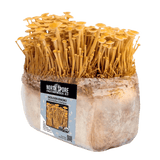 Image thumbnail: Fruiting Block Organic Golden Enoki Mushroom Grow Kit Fruiting Block