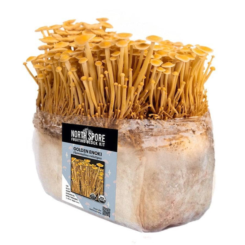 Fruiting Block Organic Golden Enoki Mushroom Grow Kit Fruiting Block