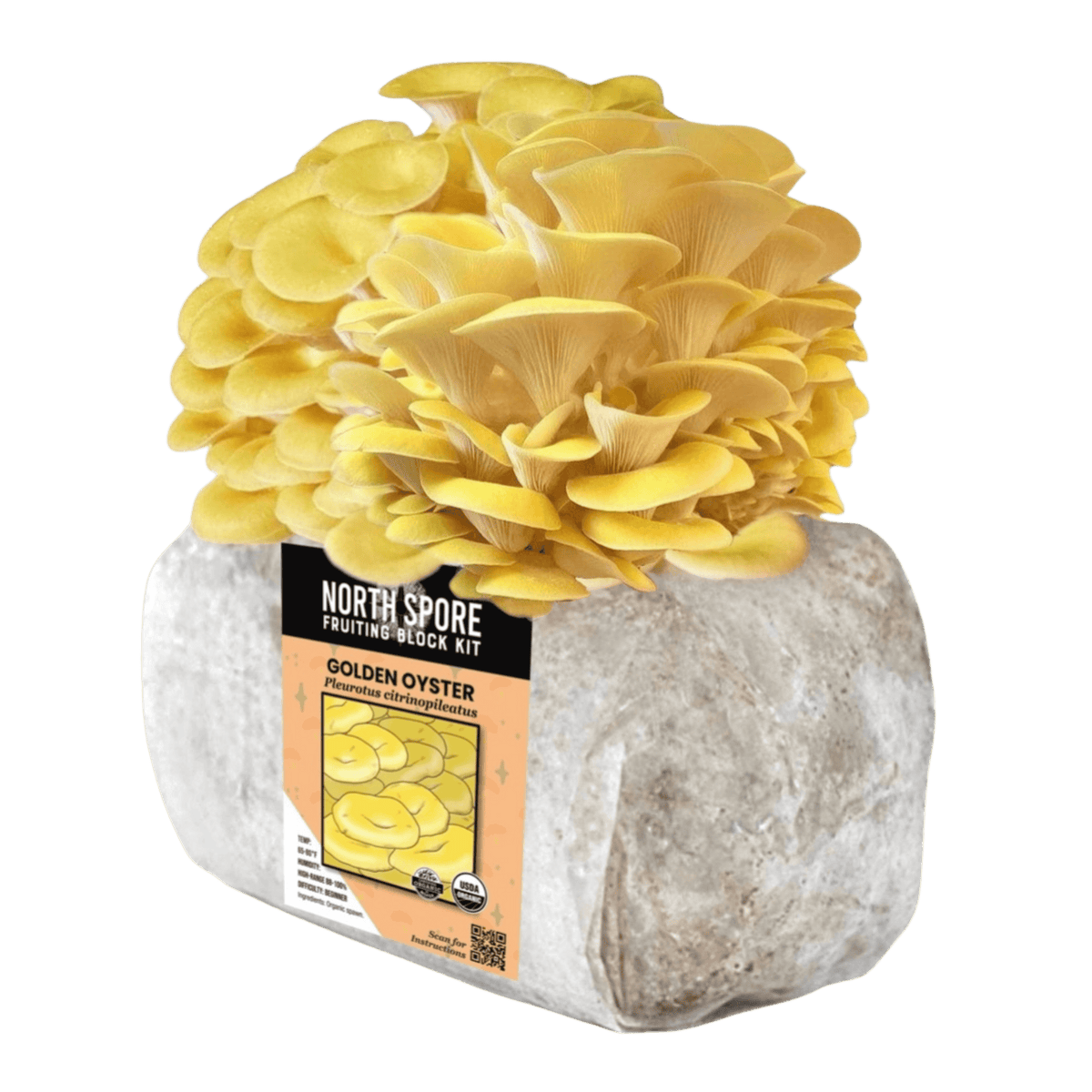 Fruiting Block Organic Golden Oyster Mushroom Grow Kit Fruiting Block