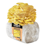 Image thumbnail: Fruiting Block Organic Golden Oyster Mushroom Grow Kit Fruiting Block