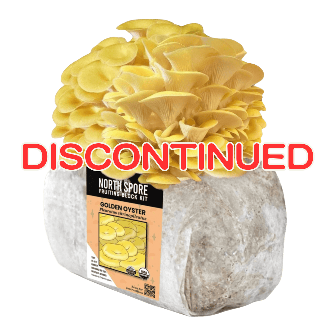 Fruiting Block Organic Golden Oyster Mushroom Grow Kit Fruiting Block