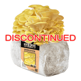 Image thumbnail: Fruiting Block Organic Golden Oyster Mushroom Grow Kit Fruiting Block