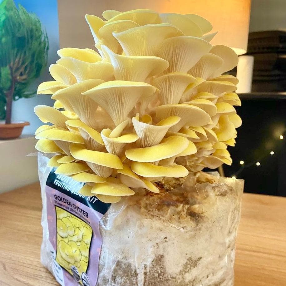 Fruiting Block Organic Golden Oyster Mushroom Grow Kit Fruiting Block