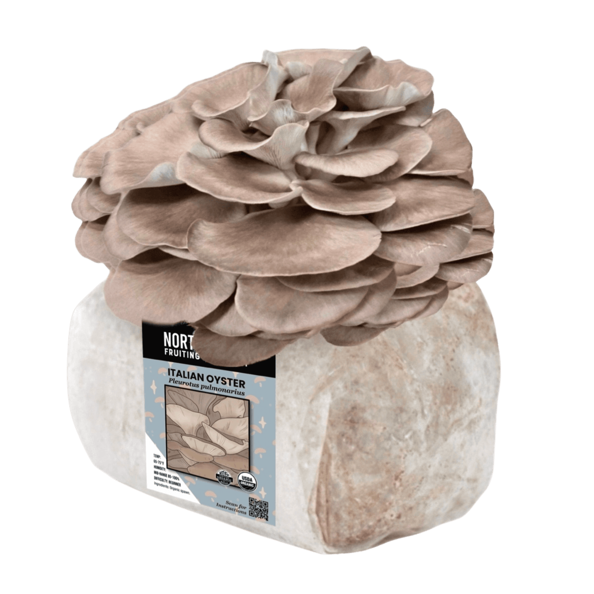 Fruiting Block Organic Italian Oyster Mushroom Grow Kit Fruiting Block