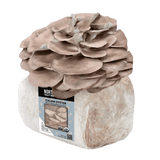 Image thumbnail: Fruiting Block Organic Italian Oyster Mushroom Grow Kit Fruiting Block