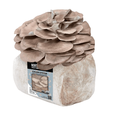Italian Oyster Fruiting Block
