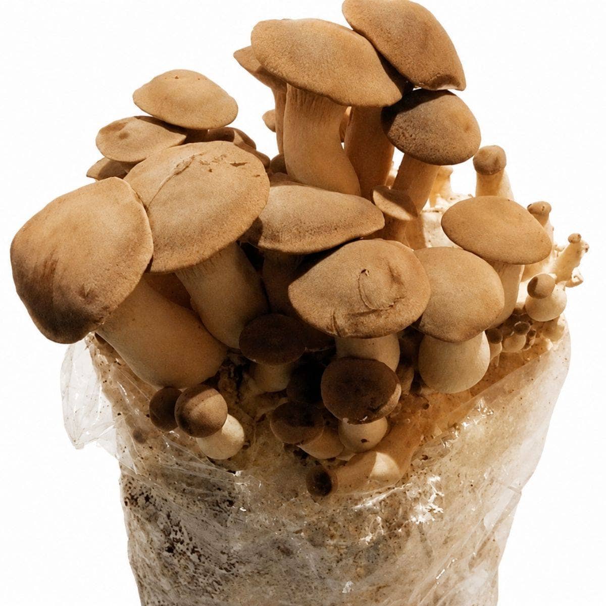 Fruiting Block Organic King Oyster/Eryngii Mushroom Fruiting Block