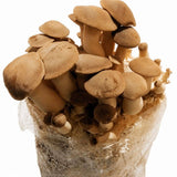 Image thumbnail: Fruiting Block Organic King Oyster/Eryngii Mushroom Fruiting Block
