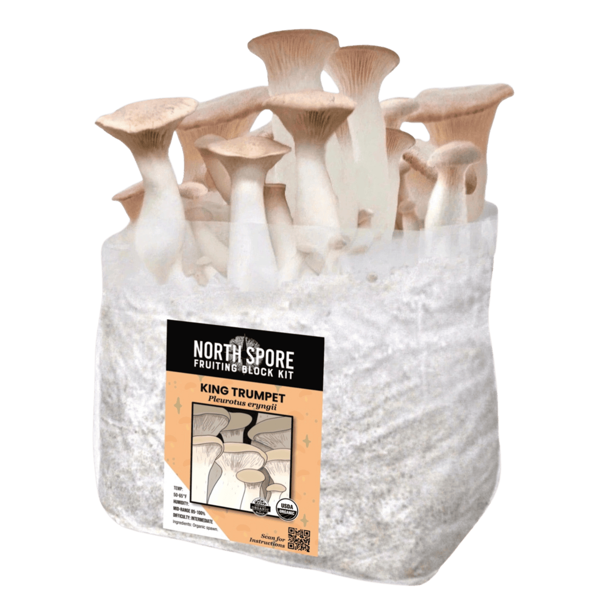 Fruiting Block Organic King Trumpet Mushroom Grow Kit Fruiting Block