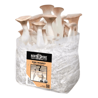 King Trumpet Fruiting Block