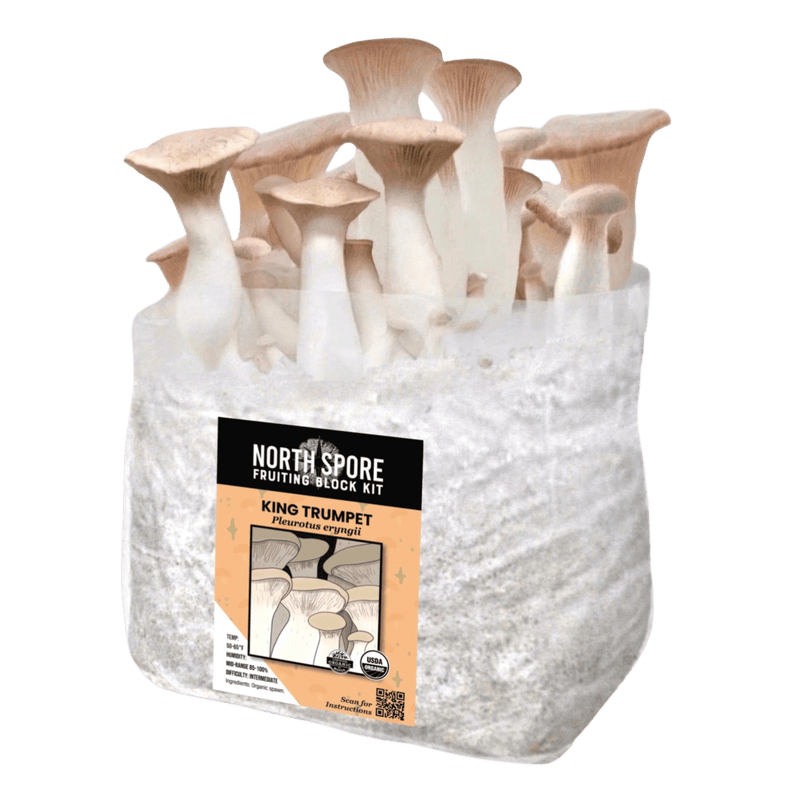 Fruiting Block Organic King Trumpet Mushroom Grow Kit Fruiting Block