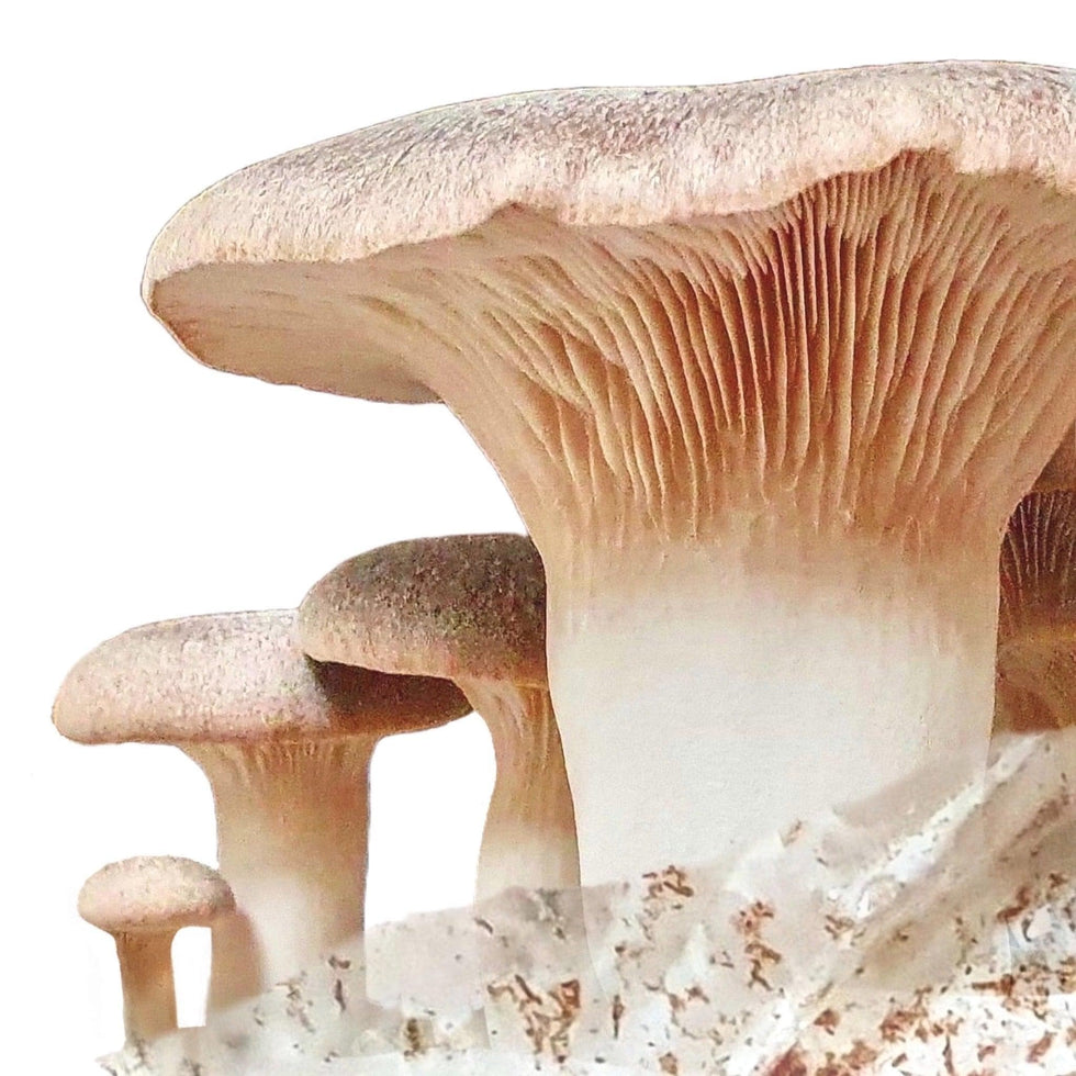 Organic King Trumpet Fruiting Block Mushroom Growing Kit North Spore