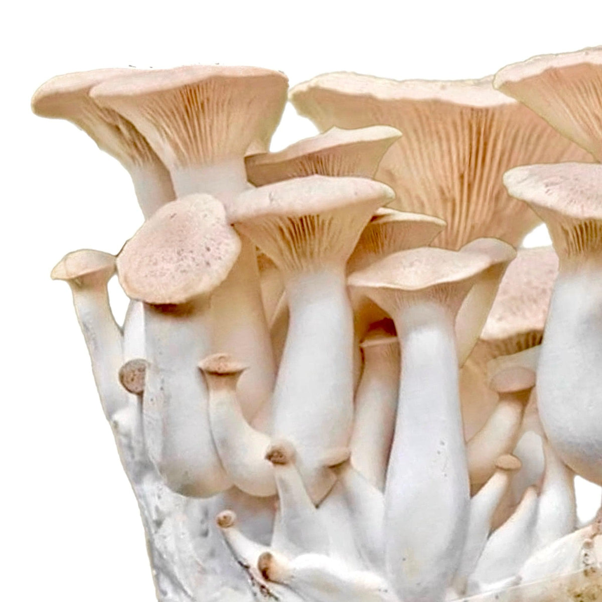 Fruiting Block Organic King Trumpet Mushroom Grow Kit Fruiting Block