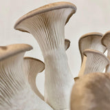Image thumbnail: Fruiting Block Organic King Trumpet Mushroom Grow Kit Fruiting Block