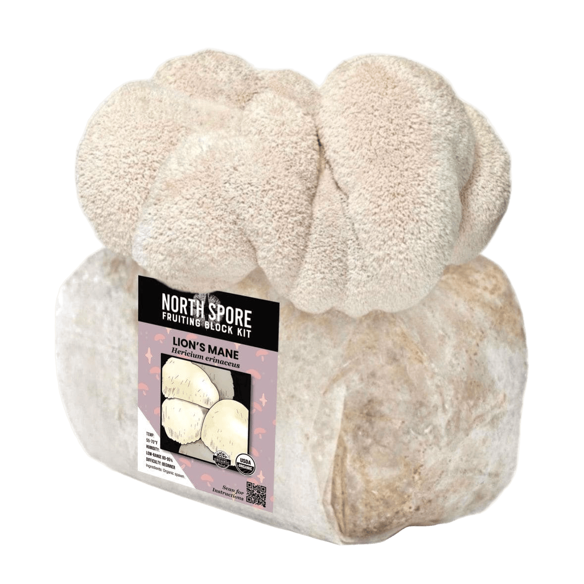 Fruiting Block Organic Lion's Mane Mushroom Grow Kit Fruiting Block