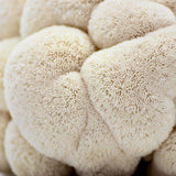 Image thumbnail: Fruiting Block Organic Lion's Mane Mushroom Grow Kit Fruiting Block