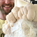 Image thumbnail: Fruiting Block Organic Lion's Mane Mushroom Grow Kit Fruiting Block