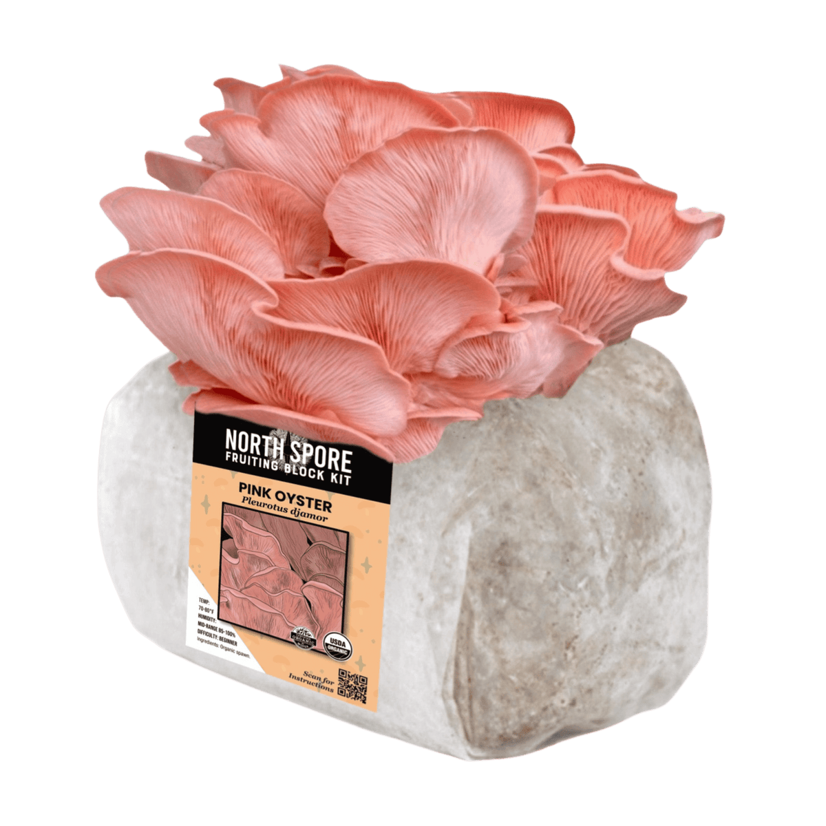 Fruiting Block Organic Pink Oyster Mushroom Grow Kit Fruiting Block