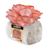 Image thumbnail: Fruiting Block Organic Pink Oyster Mushroom Grow Kit Fruiting Block