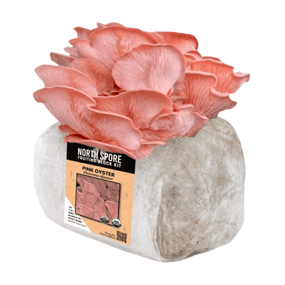 Pink Oyster Fruiting Block