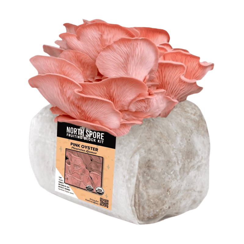 Fruiting Block Organic Pink Oyster Mushroom Grow Kit Fruiting Block