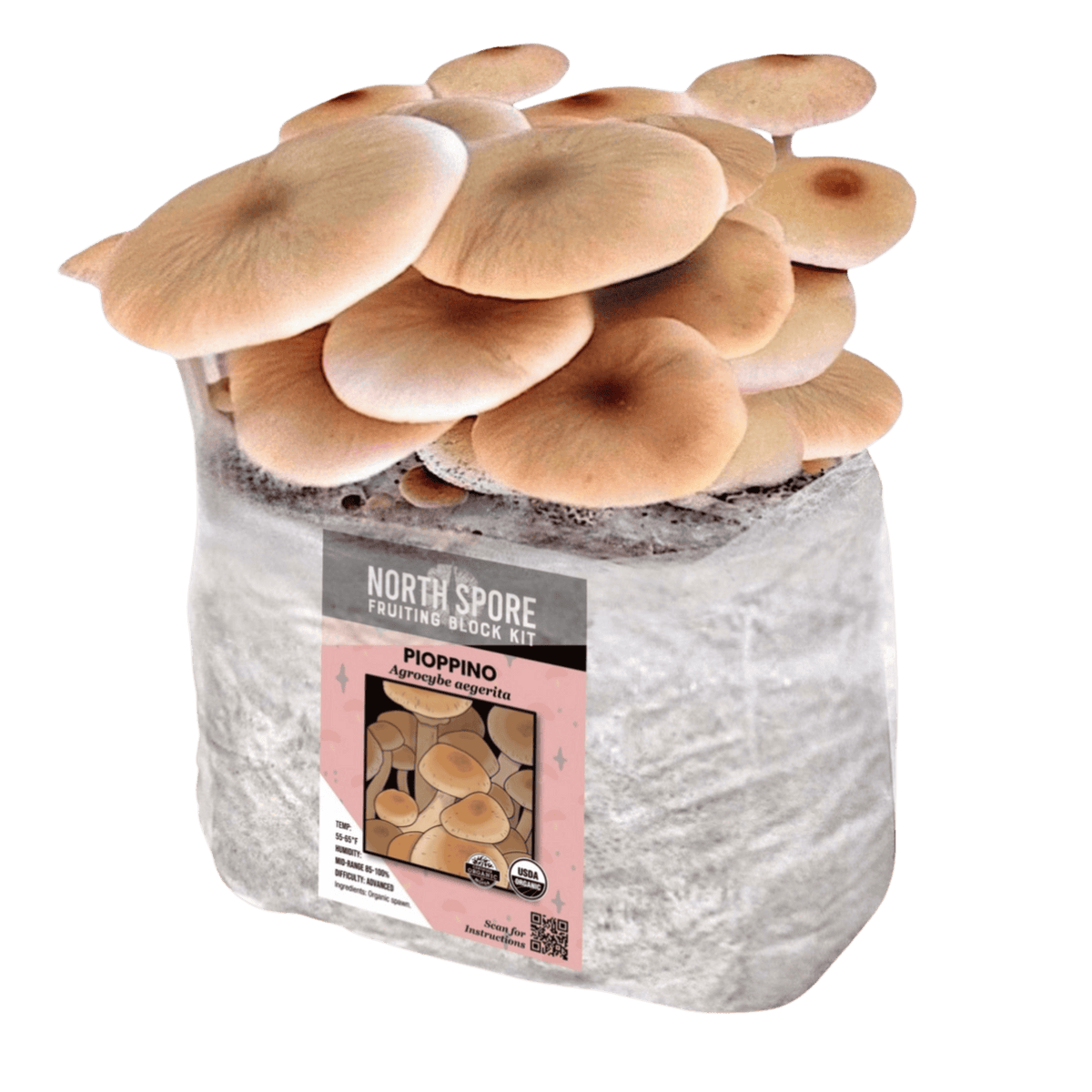Fruiting Block Organic Pioppino Mushroom Grow Kit Fruiting Block