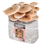 Image thumbnail: Fruiting Block Organic Pioppino Mushroom Grow Kit Fruiting Block