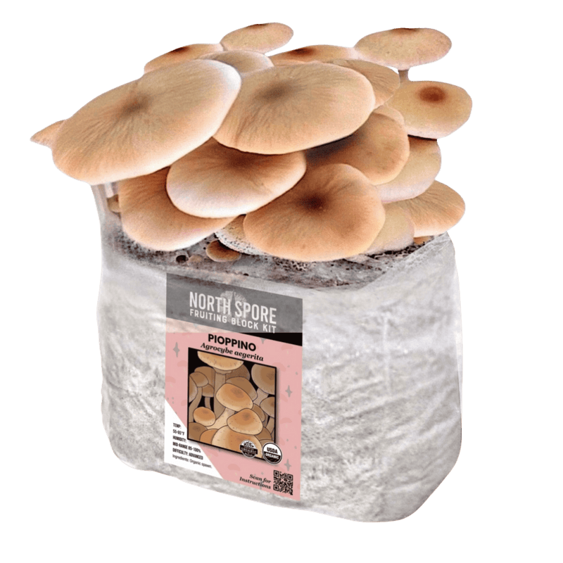 Fruiting Block Organic Pioppino Mushroom Grow Kit Fruiting Block