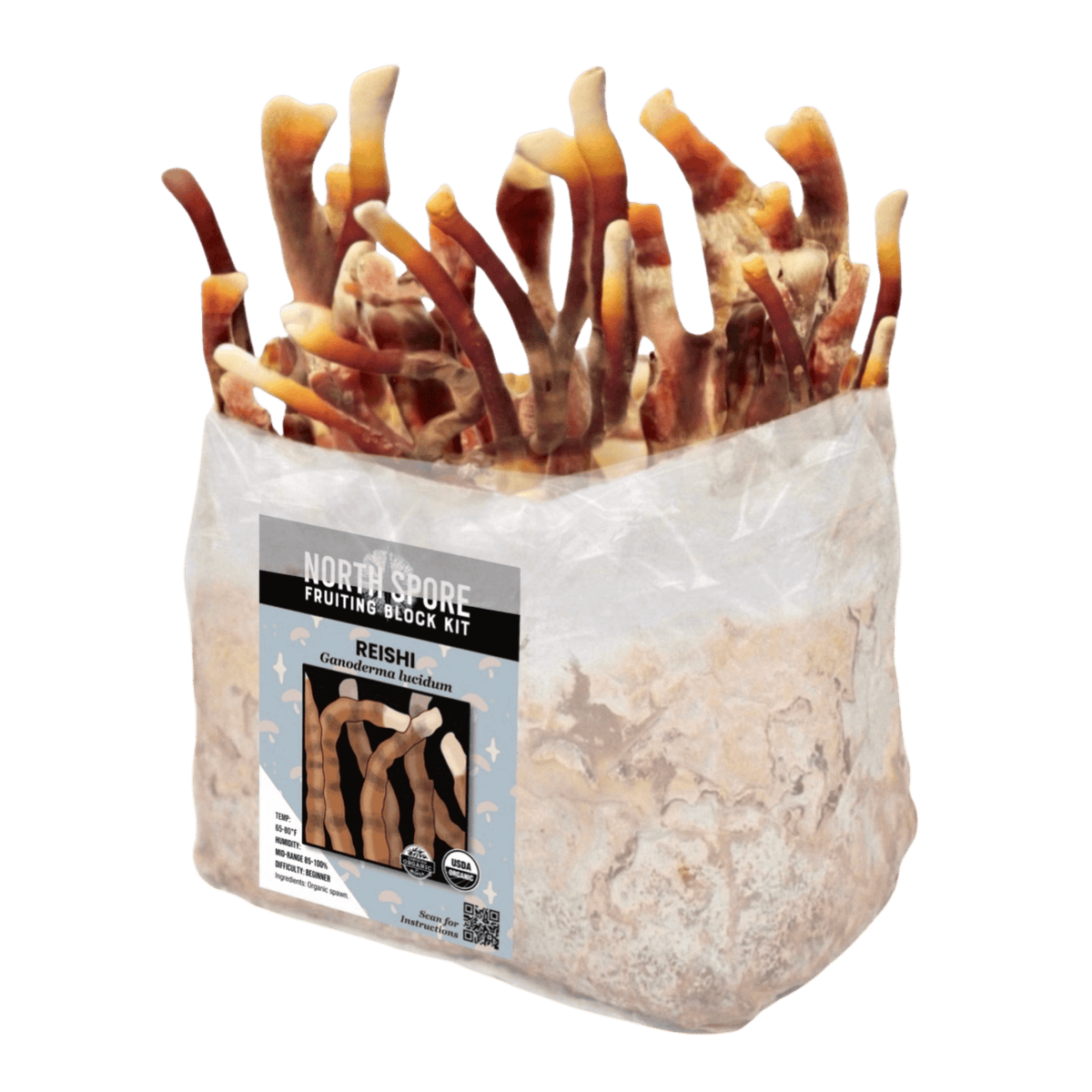 Fruiting Block Organic Reishi Mushroom Grow Kit Fruiting Block