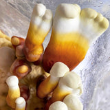 Image thumbnail: Fruiting Block Organic Reishi Mushroom Grow Kit Fruiting Block