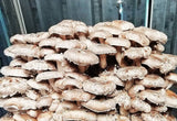 Image thumbnail: Fruiting Block Organic Shiitaké Mushroom Fruiting Block