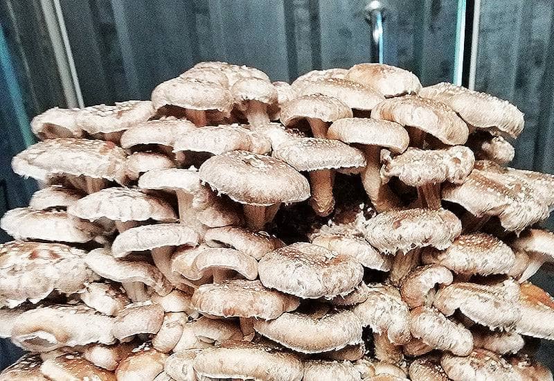 Fruiting Block Organic Shiitaké Mushroom Fruiting Block