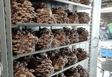 Image thumbnail: Fruiting Block Organic Shiitaké Mushroom Fruiting Block