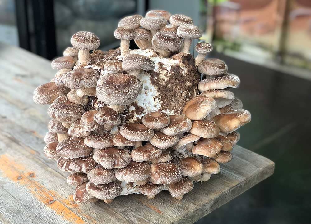 Fruiting Block Organic Shiitaké Mushroom Fruiting Block