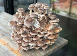 Image thumbnail: Fruiting Block Organic Shiitaké Mushroom Fruiting Block