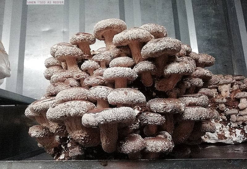 Fruiting Block Organic Shiitaké Mushroom Fruiting Block