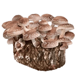 Image thumbnail: Fruiting Block Organic Shiitake Mushroom Grow Kit Fruiting Block